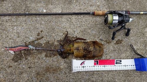 アオリイカの釣果