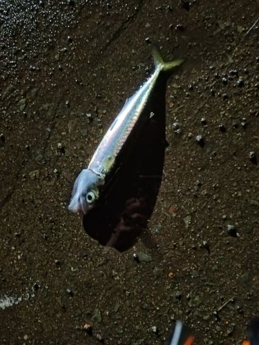 サバの釣果