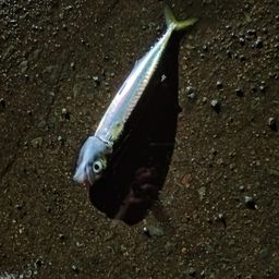 サバ