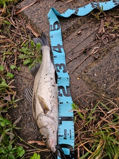 フッコ（マルスズキ）の釣果