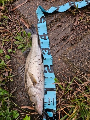 フッコ(マルスズキ)の釣果