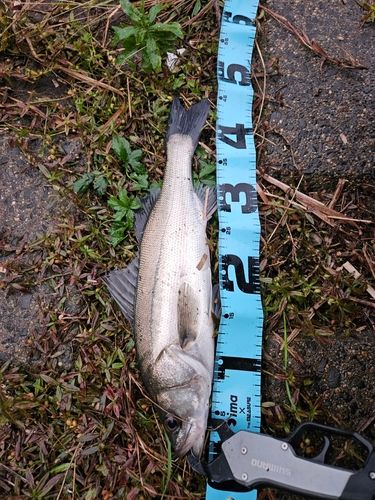 フッコ(マルスズキ)の釣果