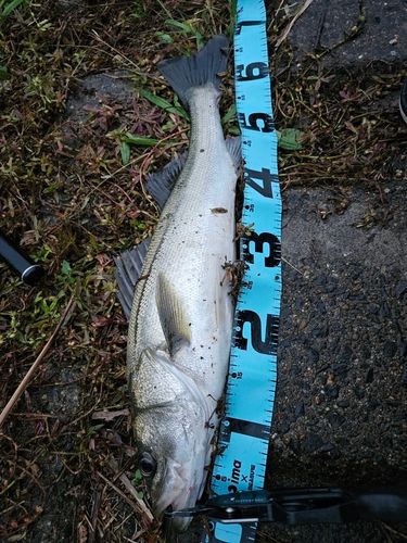 スズキの釣果