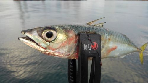 サバの釣果