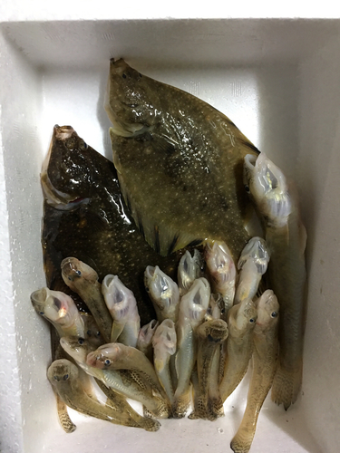 マハゼの釣果