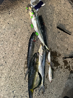 シイラの釣果