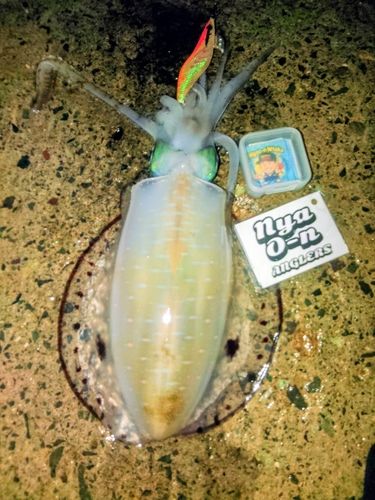 アオリイカの釣果