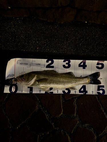 シーバスの釣果