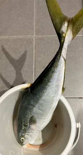 ワラサの釣果