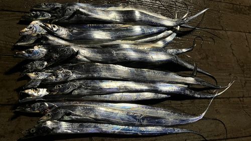 タチウオの釣果