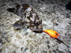 オウゴンムラソイの釣果