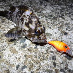 オウゴンムラソイ