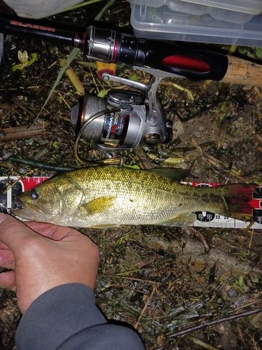 ラージマウスバスの釣果