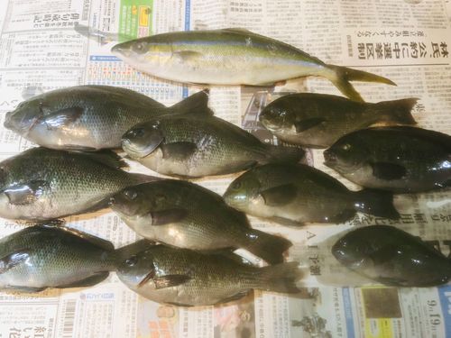 メジナの釣果