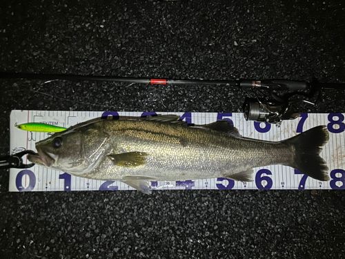 シーバスの釣果