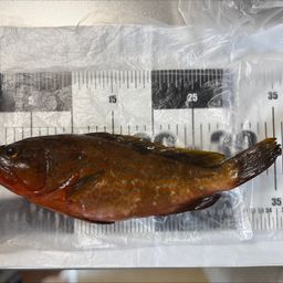 アコウ