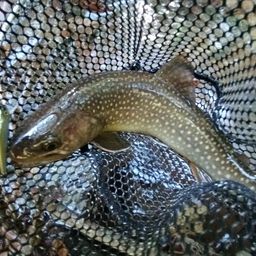 ニッコウイワナ