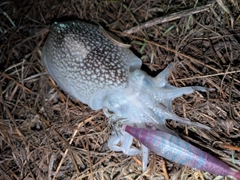 シリヤケイカの釣果