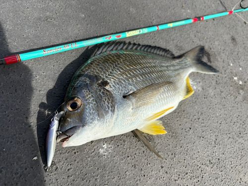キチヌの釣果
