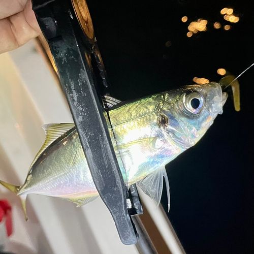 マアジの釣果