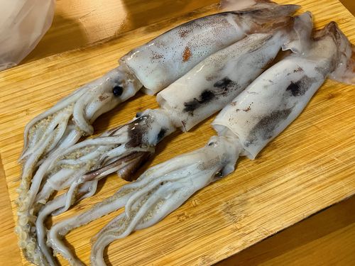 スルメイカの釣果