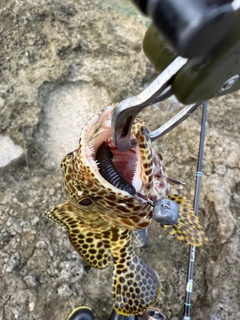 イシミーバイの釣果