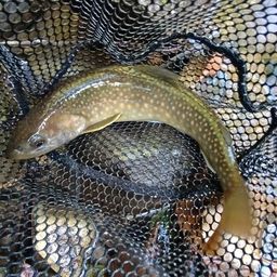 ニッコウイワナ