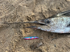 バショウカジキの釣果