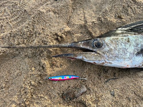 バショウカジキの釣果