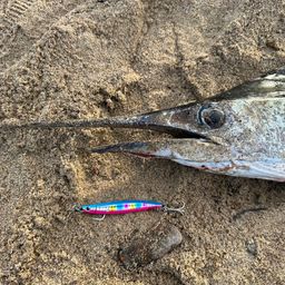 バショウカジキ