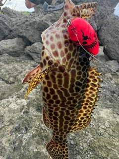 イシガキハタの釣果