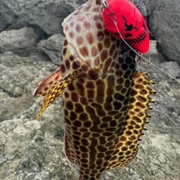 イシガキハタ