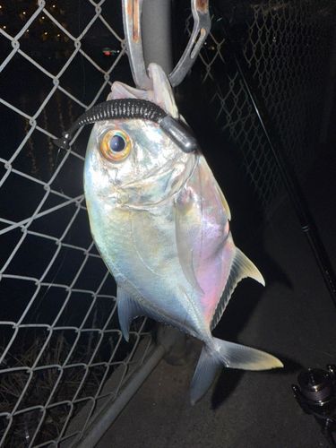 メッキの釣果