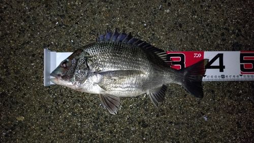 碧南海釣り公園