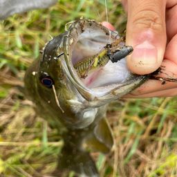 スモールマウスバス