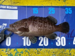 マハタの釣果