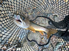 ニッコウイワナの釣果
