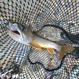 ニッコウイワナ