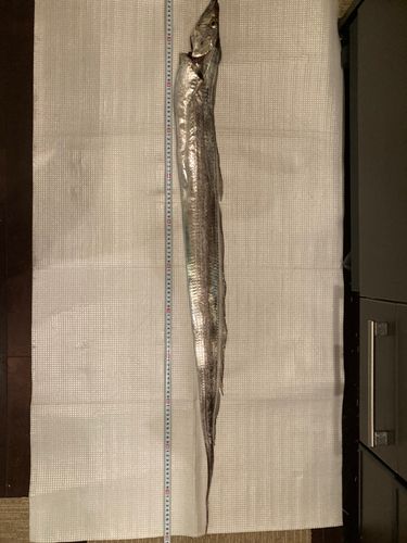 タチウオの釣果