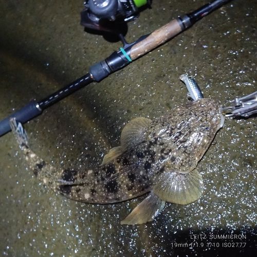 マゴチの釣果