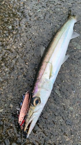 相模湾
