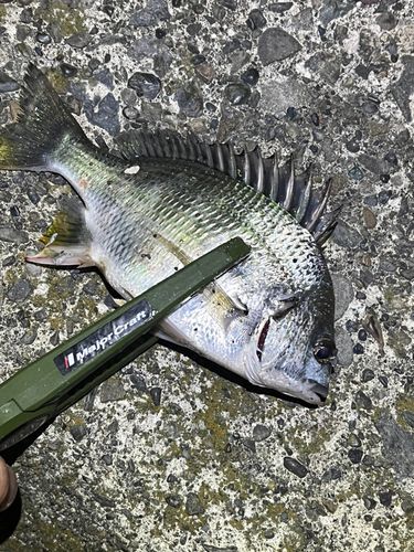 キビレの釣果