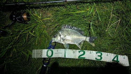 キビレの釣果