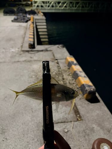 八代海