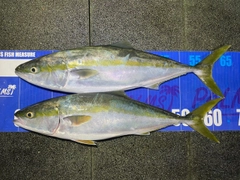 ワラサの釣果
