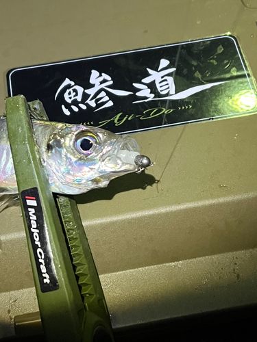 桑野川河口