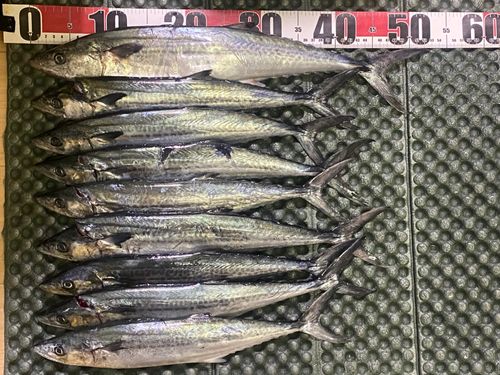 サゴシの釣果