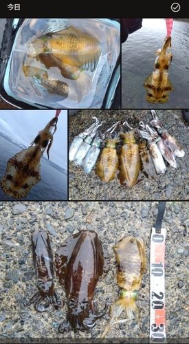 アオリイカの釣果