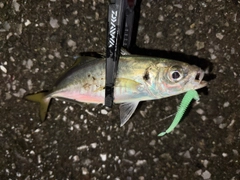 マアジの釣果