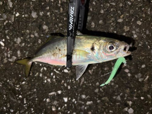 マアジの釣果